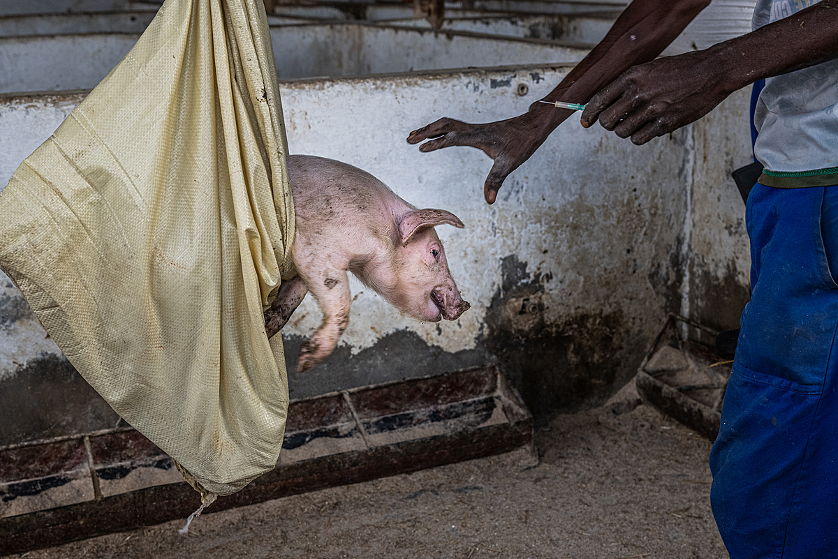 A young piglet sits in a sack on an intensive pig farm to be weighed and vaccinated before being moved to a pen. Sub-Saharan Africa, 2022. Jo-Anne McArthur / We Animals