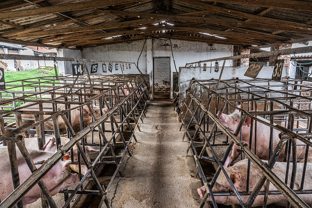 Two rows of sows, encrusted with filth, live in bare concrete-floored gestation crates inside an intensive pig farm barn. The sows can only stand, sit, and lie down in these small crates. They cannot move forward, backward or turn around. Sub-Saharan Africa, 2022. Jo-Anne McArthur / We Animals