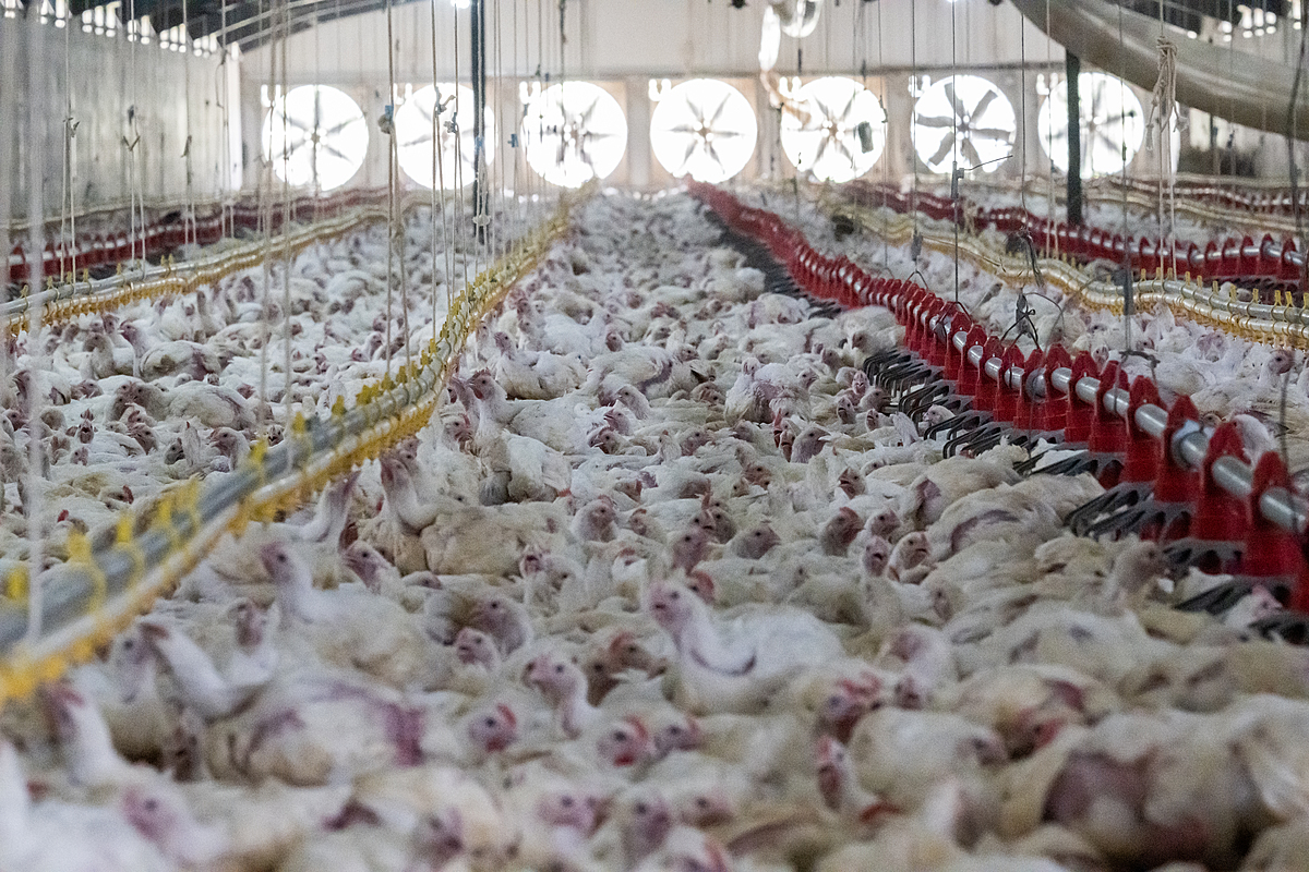 Thirty-three thousand chickens raised for meat live tightly packed together, cramped inside a massive shed on an industrial broiler chicken farm. The farm has slated these 33-day-old chickens to be rounded up for slaughter that evening. Sub-Saharan Africa, 2022. Jo-Anne McArthur / We Animals