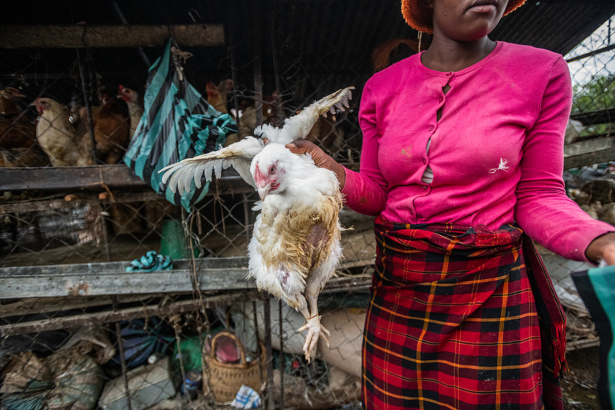A market vendor at a crowded live animal market in Africa holds a purchased chicken by her wings and whose legs are tied together with copper wire. The chicken will be placed inside a plastic bag for the customer to take her away alive and kill her at home. Sub-Saharan Africa, 2022. Jo-Anne McArthur / We Animals