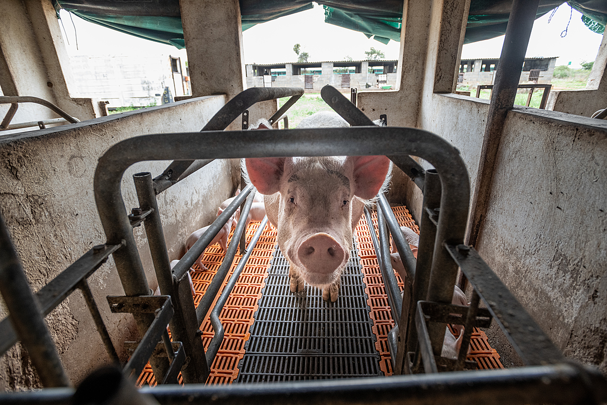 A sow intently looks into the camera from inside a farrowing crate while her piglets walk around her. She is one of hundreds of pigs on a large industrial farm. Sub-Saharan Africa, 2022. Jo-Anne McArthur / We Animals