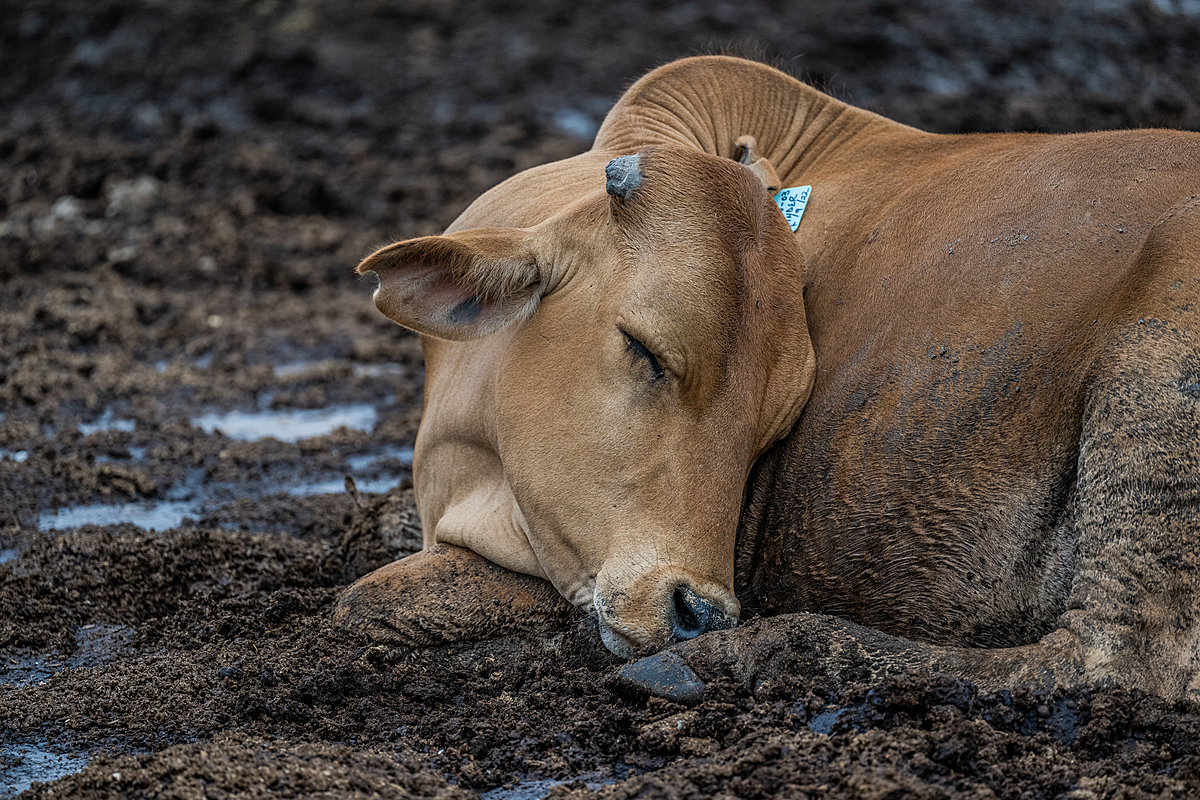 A bull calf sleeps in a mixture of wet mud and feces inside a cattle fattening yard, also known as an Animal Feeding Operation (AFO). Penned bulls, steers, and oxen live here for approximately 90 days, where they are intensively fed and gain about 300 kilograms of weight before the yard sends them to slaughter. The animals live in their own filth, sleeping in groups amid mud and feces, which in some places is knee-deep, and they have no shelter from the elements. Sub-Saharan Africa, 2022. Jo-Anne McArthur / We Animals