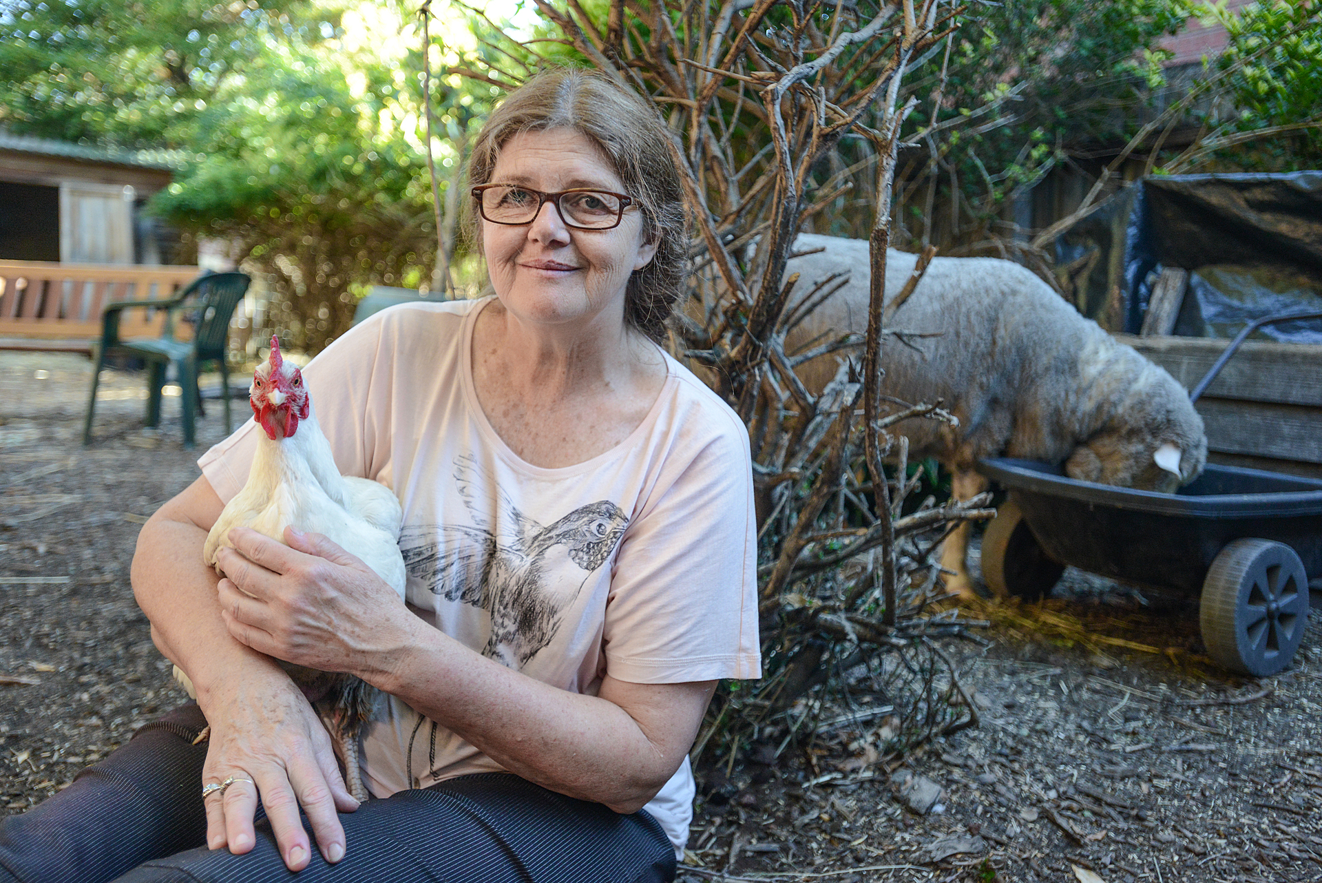 Patty Mark holds Susie, a rescued hen formerly used for breeding in the broiler chicken industry. In the background, Prince, a rescued sheep born inside a slaughterhouse, snuffles through the contents of a wheelbarrow. Australia, 2013. Jo-Anne McArthur / Animal Liberation Victoria / We Animals