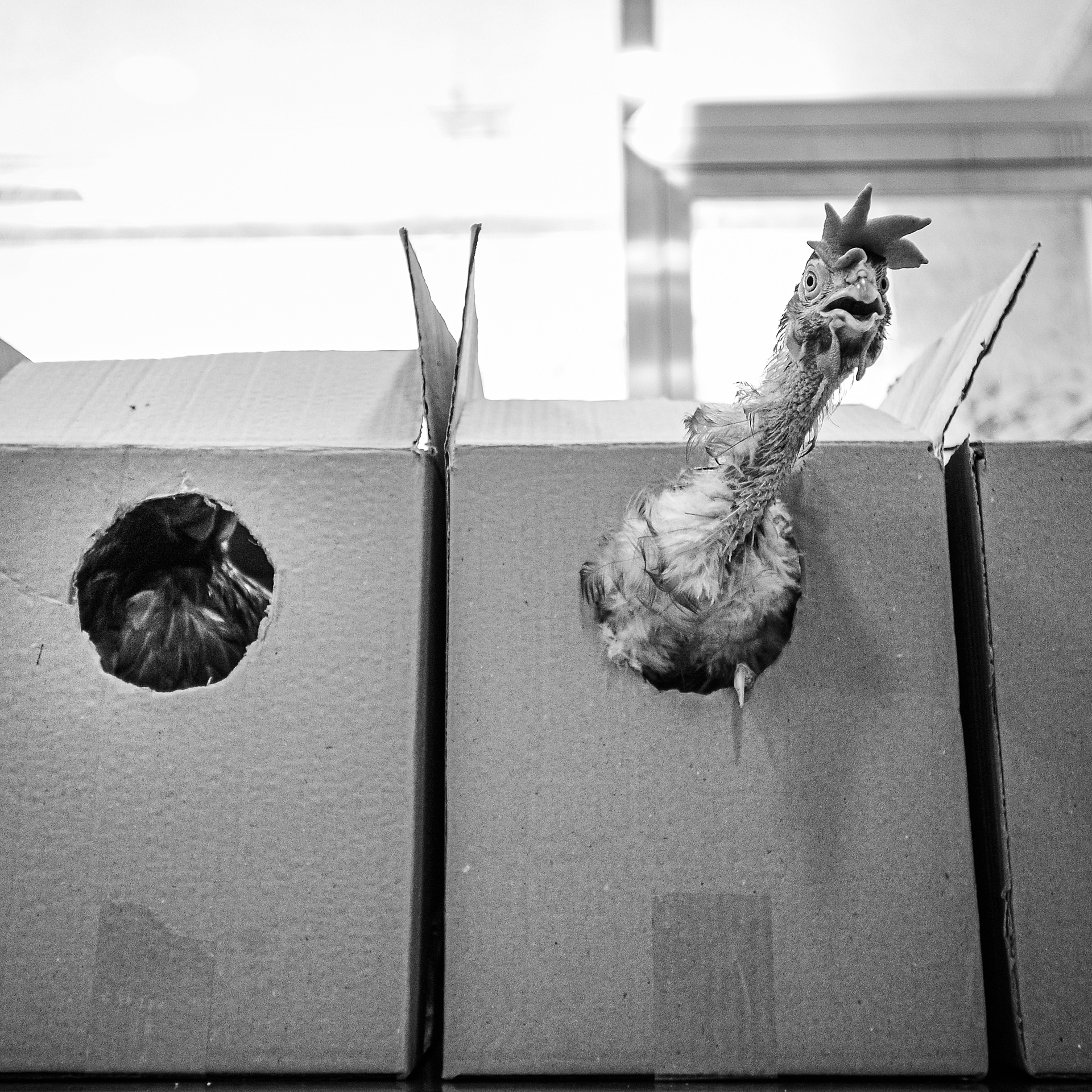The Animal Equality team bring the rescued hens to the veterinarian for care. Spain, 2010. Jo-Anne McArthur / Animal Equality / We Animals