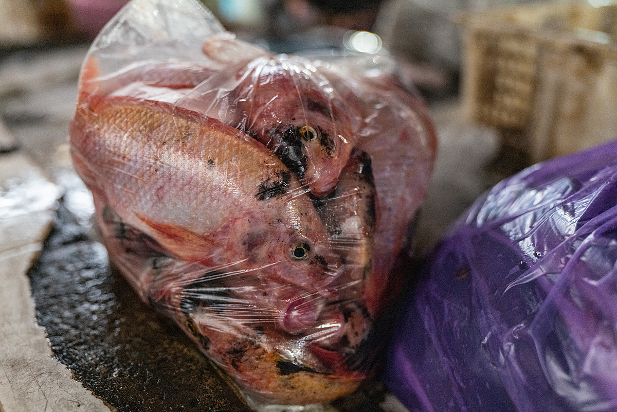 Dead and dying tilapia, packed into a transparent plastic bag for a customer at a fish market. Indonesia 2021. Lilly Agustina / Act For Farmed Animals / We Animals