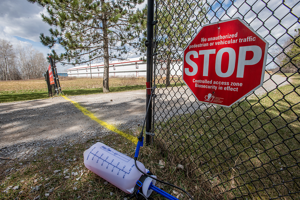 A biosecurity sign announces that no pedestrians or vehicles should enter a large chicken or turkey farm while the highly pathogenic H5N1 avian flu is in the area. Canada, 2022. Jo-Anne McArthur / We Animals