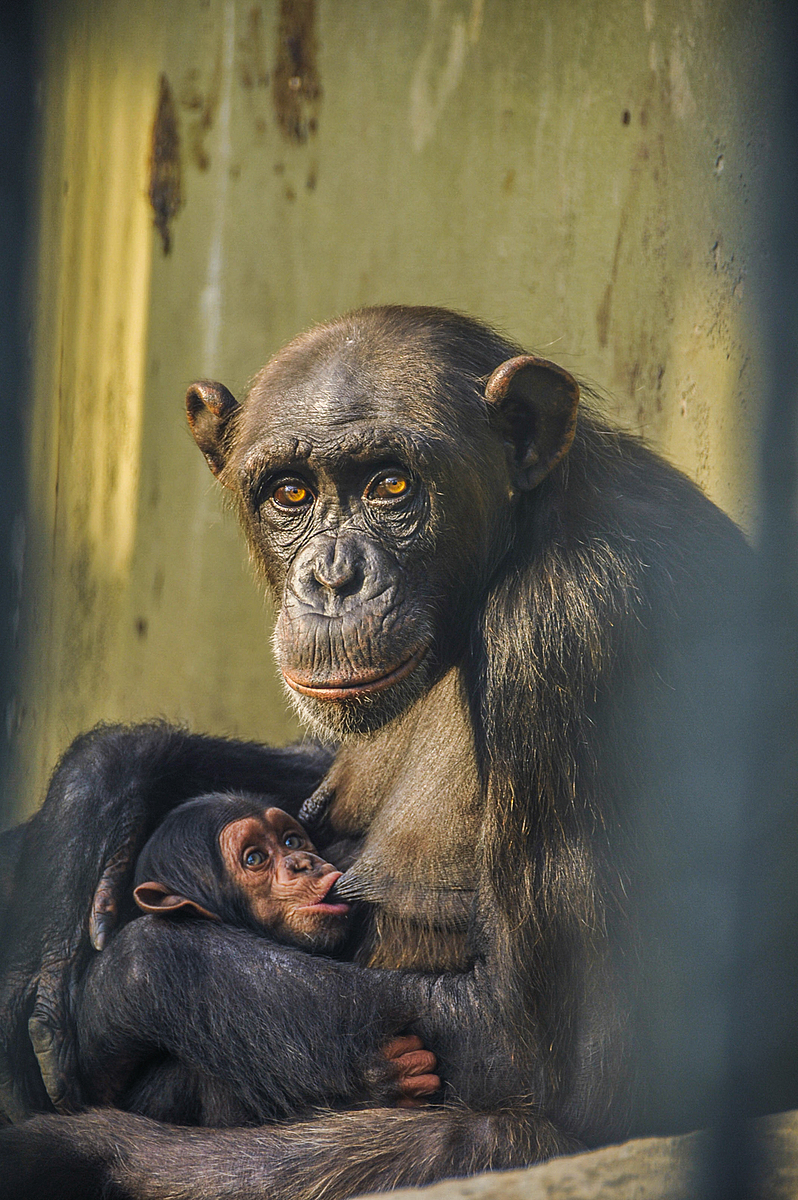 Mother chimpanzee Jane stares into the camera as she breastfeeds her young infant at the Faruk Yalcın Zoo, in Danica. Turkiye. Deniz Tapkan Cengiz / We Animals