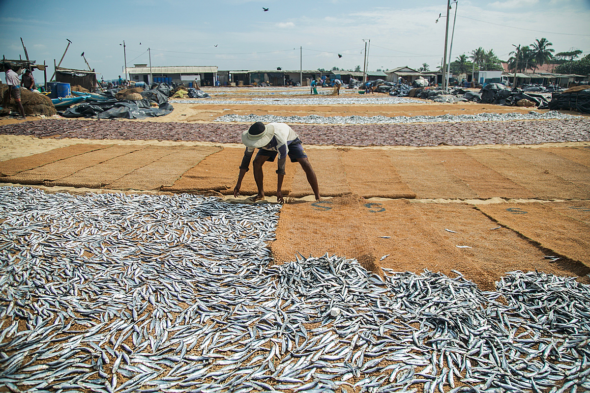 A man arranges recently caught fish that are laid out on a beach in Negombo, Sri Lanka. Fish are spread out in this large outdoor area in order to dry in the sun before being sold at a market. Fishing is the primary occupation of the people in Negombo. Sri Lanka, 2019. Deniz Tapkan Cengiz / We Animals