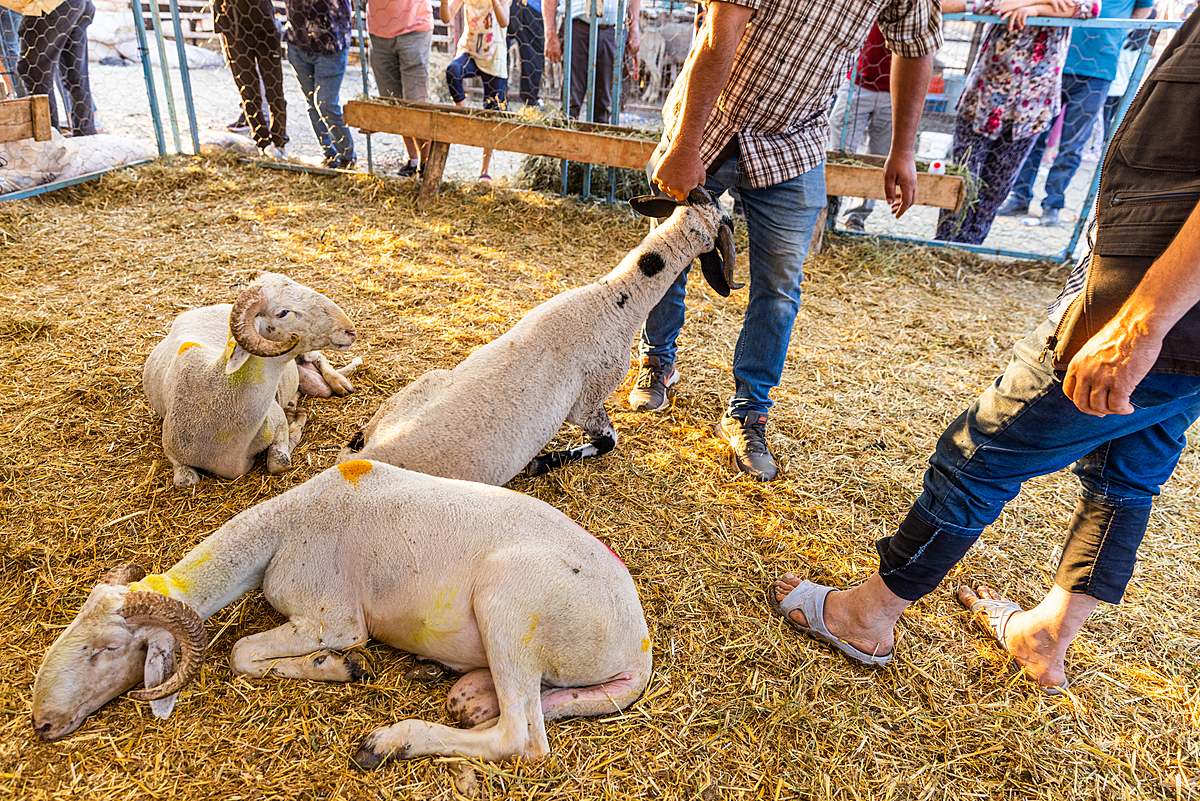 A man drags a sheep along the ground by their horns to remove them from a pen at an animal market before the Eid al-Adha "Feast of the Sacrifice" celebrations in Turkiye. Buyers come to these markets to choose an animal to slaughter for this traditional Islamic holiday. The animals are tied up and forced into cars to transport them from the markets. Türkiye, 2022. Deniz Tapkan Cengiz / We Animals