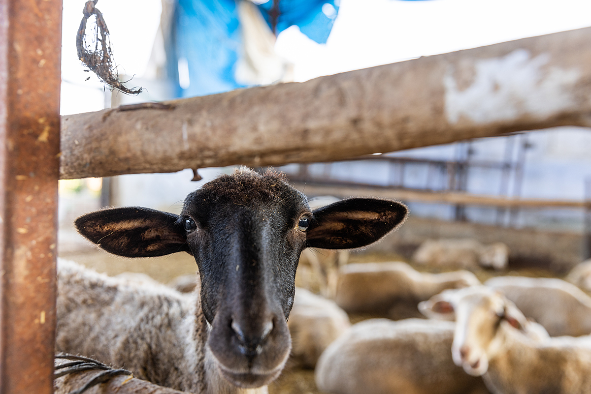 A curious sheep for sale at an animal market looks into the camera from inside a holding pen on the first day of the Eid al-Adha "Feast of the Sacrifice" in Turkiye. Buyers come to such markets to purchase an animal for slaughter so they may observe this Islamic religious tradition. Türkiye, 2022. Deniz Tapkan Cengiz / We Animals