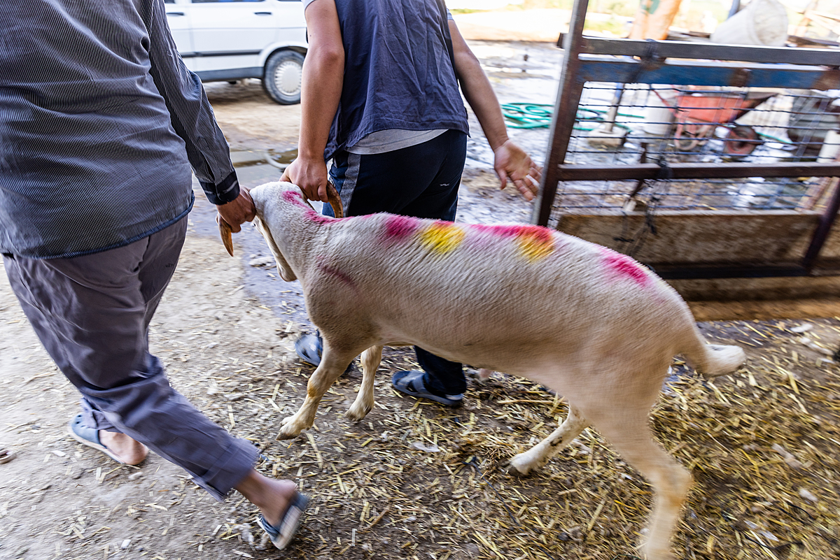 A sheep is pulled from a pen by their horns at an animal market in Turkiye. Buyers come to these markets to choose an animal to slaughter in preparation for the "Feast of the Sacrifice" component of Eid al-Adha, a traditional Islamic holiday. After purchase, the animals are tied up and forced into cars to transport them away for slaughter. Türkiye, 2022. Deniz Tapkan Cengiz / We Animals