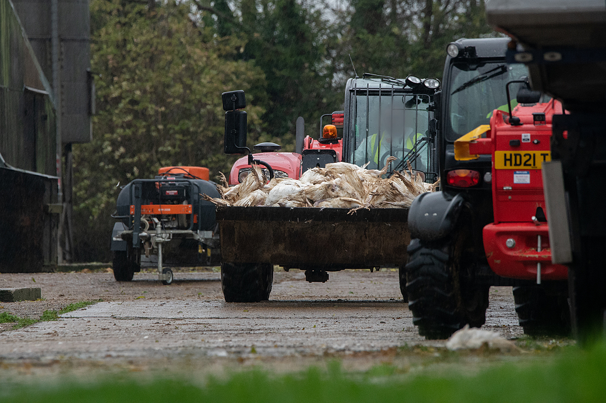 Tractors carry loads of dead turkeys infected with H5N1 out from the shed where they were killed during a disposal operation at a farm with an avian influenza outbreak. UK, 2022. Ed Shephard / Generation Vegan / We Animals