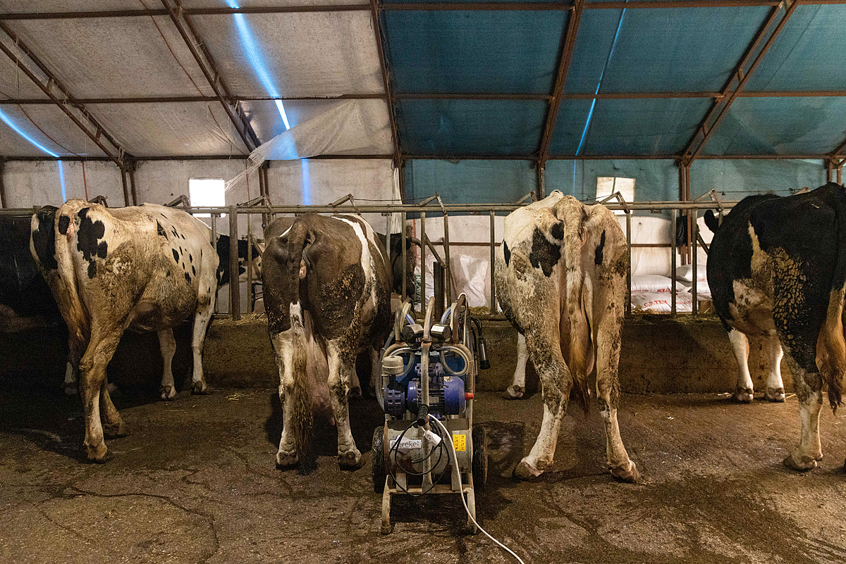 A portable milking machine sits between cows standing at stanchions on a concrete-floored "natural" dairy and veal farm. Unpackaged milk produced from the farm's cows is sold in a nearby city centre, where it is reputedly preferred by customers believing unpackaged milk to be organic. Turkiye, 2023. Deniz Tapkan Cengiz / We Animals