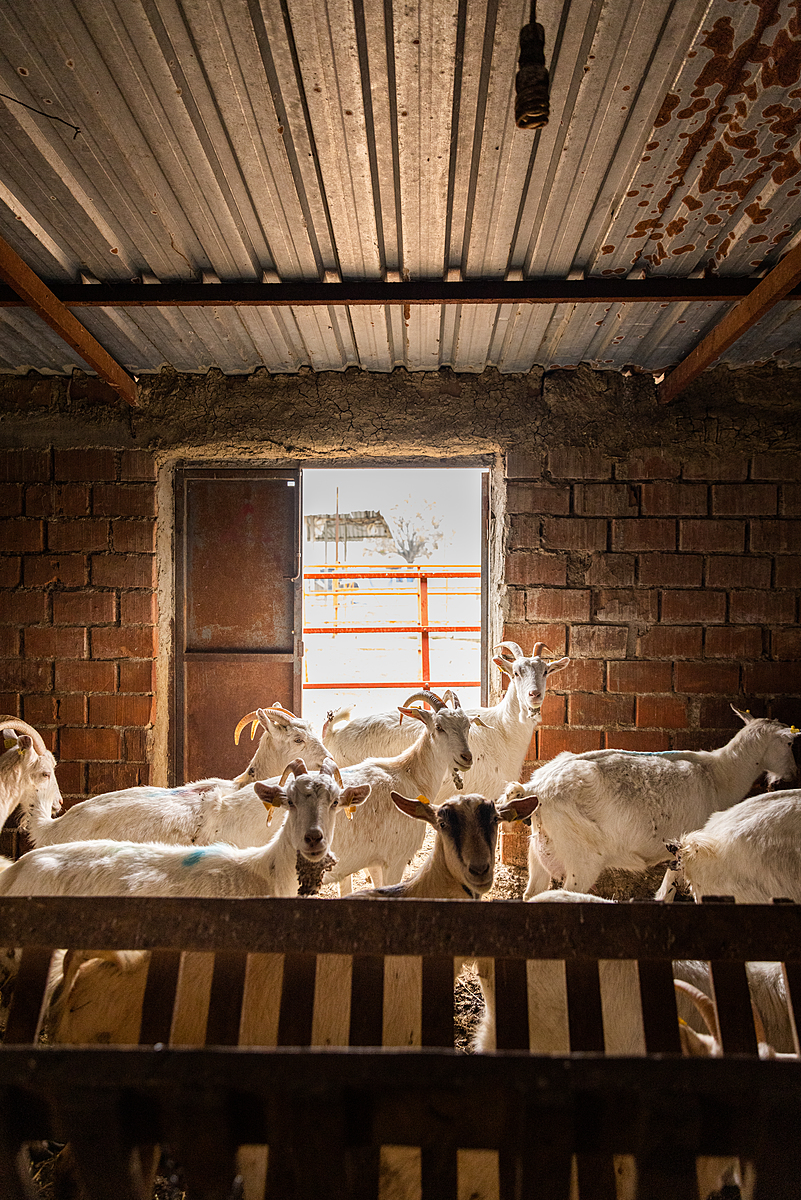 Adult goats intently stare at the photojournalist's camera inside barn containing approximately 200 animals on a goat dairy and meat farm. This farm separates the baby goats from their mothers, allowing them to suckle only after the mothers have been fed. Turkiye, 2023. Deniz Tapkan Cengiz / We Animals