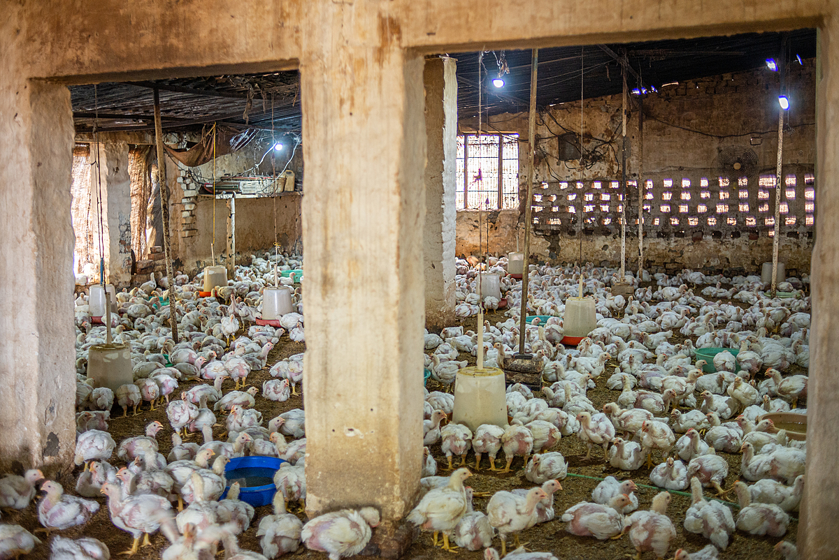 Inside a rearing shed on an Indian broiler chicken farm, three to four-week-old chickens crowd around water bowls and feeders. These sheds have tin roofs and open sides covered with wires and porous gunny sacks, often without fans or any other cooling devices. India, 2023. S. Chakrabarti / We Animals