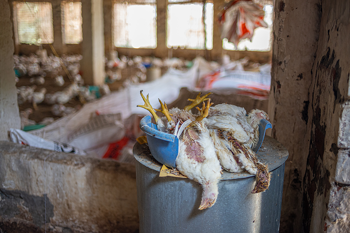 Dead chickens lie piled up in a plastic container inside a broiler chicken farm, waiting for disposal. During the summer, temperatures here easily surpass 40°C, and four to five chicks are regularly found dead due to heat exhaustion. India, 2023. S. Chakrabarti / We Animals