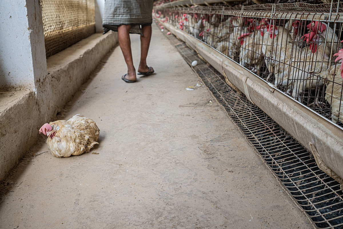 A dead hen that has been removed from a battery cage lies on the floor of an intensive egg-production farm. Hen deaths from heat exhaustion are a regular occurrence during the summer months when temperatures typically soar beyond 40-42°C. Jhanjhrola, Haryana, India, 2023. S. Chakrabarti / We Animals