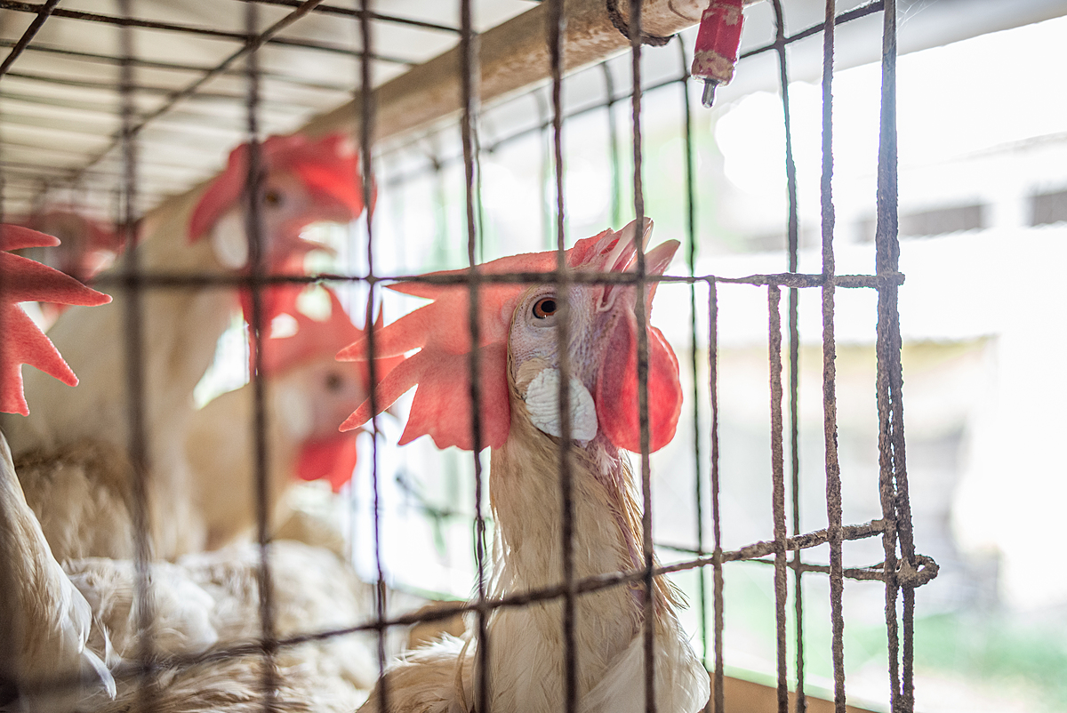 A hen living inside a battery cage on an intensive egg-production farm reaches up to drink from a water dispenser inside the cage she shares with several other hens. She must use her beak to apply pressure to the dispenser to make the water flow. Jhanjhrola, Haryana, India, 2023. S. Chakrabarti / We Animals