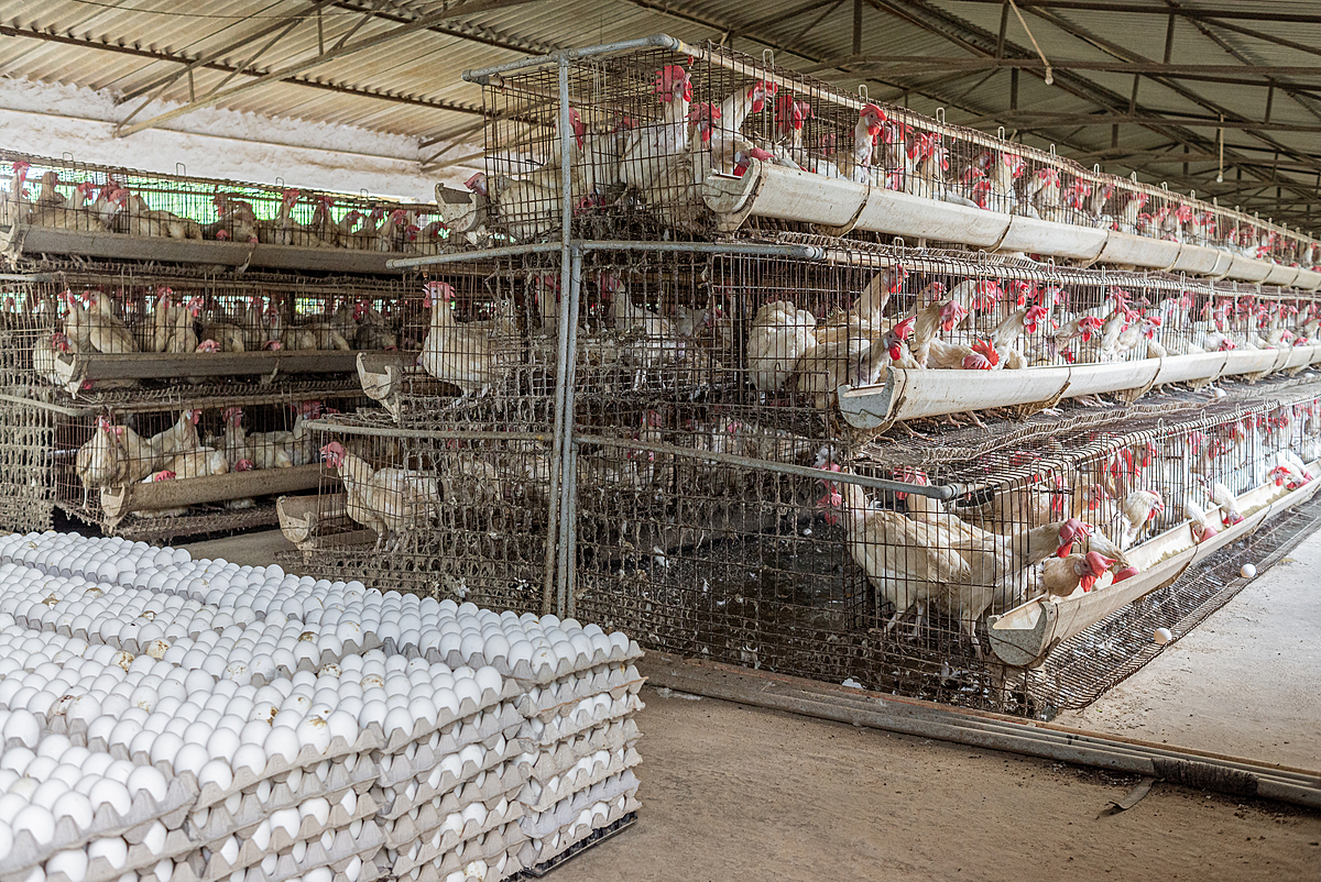 On an open-walled shed on an intensive egg-production farm, stacks of hundreds of crated eggs rest on the ground, ready for transportation. The eggs sit beside tiered rows of battery cages, each densely packed with multiple hens. Jhanjhrola, Haryana, India, 2023. S. Chakrabarti / We Animals