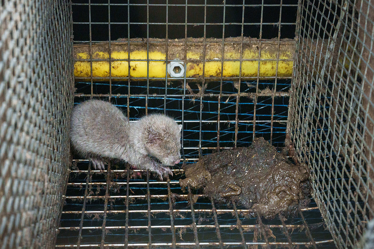 An ailing young mink on a fur farm sits beside a pile of mink feces at the back of a filthy cage. This mink's foot was badly injured from being stuck inside the cage's wire mesh floor. Though the photojournalist was able to help the young animal to free their foot, the mink's health appeared severely compromised. Laitila, Finland, 2023. Oikeutta elaimille / We Animals