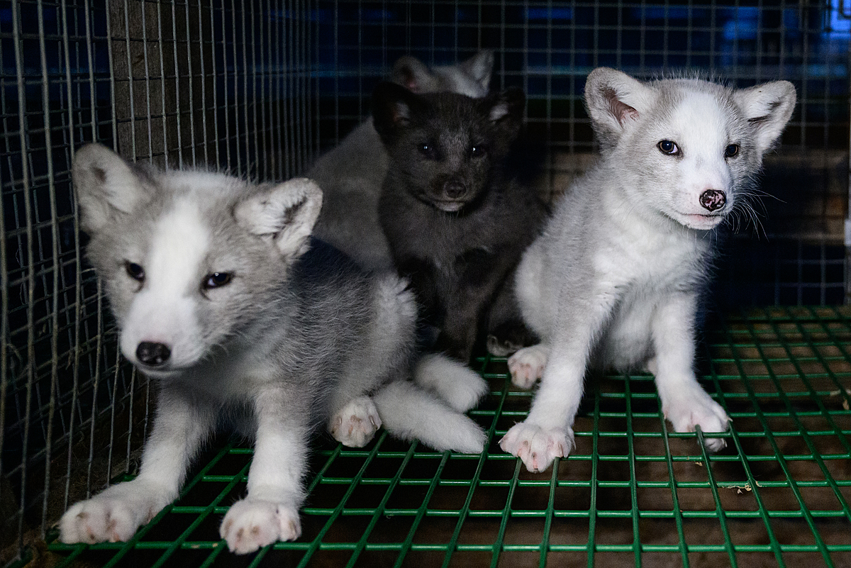 Four young fox kits stare from within a bare wire cage on Finland's largest fur farm. The farm will soon kill all of these individuals during a mass culling operation intended to stem the spread of highly pathogenic avian influenza. Halsua, Finland, 2023. Oikeutta elaimille / We Animals