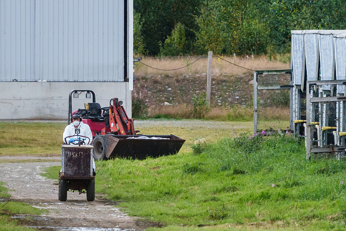 During a highly pathogenic avian influenza outbreak, dead fox cubs killed during a mass culling operation on a fur farm fill a loader bucket. A farm worker drives a small vehicle away to continue the process. Halsua, Finland, 2023. Oikeutta elaimille / We Animals