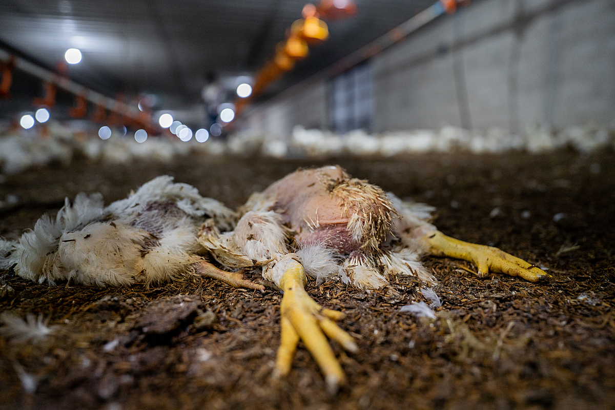 The bodies of two dead chickens lie decomposing on the floor inside an industrial broiler chicken farm in Thailand. The farm says it finds approximately four dead chickens daily inside its sheds and is required to keep its mortality rate to no higher than three percent of its flock. The bodies of dead chickens on this farm will either be incinerated or boiled and fed to farmed catfish. Thailand, 2022. Haig / World Animal Protection / We Animals