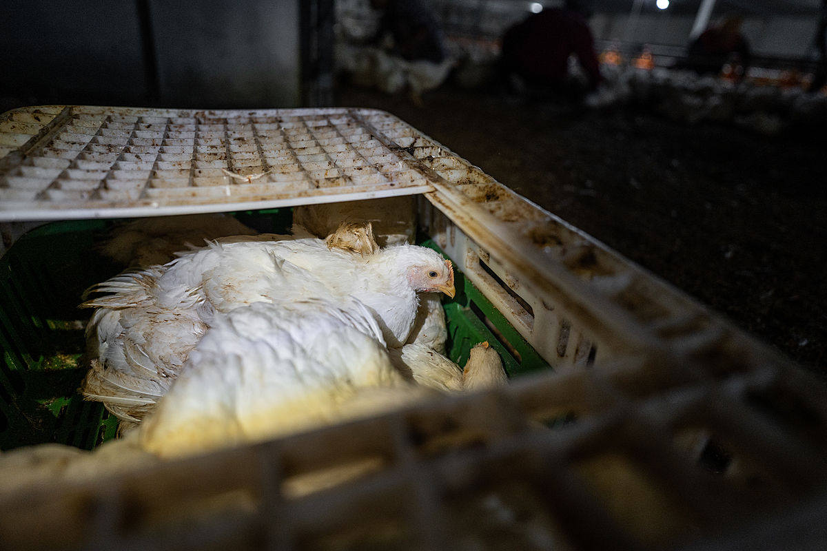 Young chickens sit crammed inside a transport crate at an industrial broiler chicken farm in Thailand. The farm is sending these chickens to slaughter. Thailand, 2022. Haig / World Animal Protection / We Animals