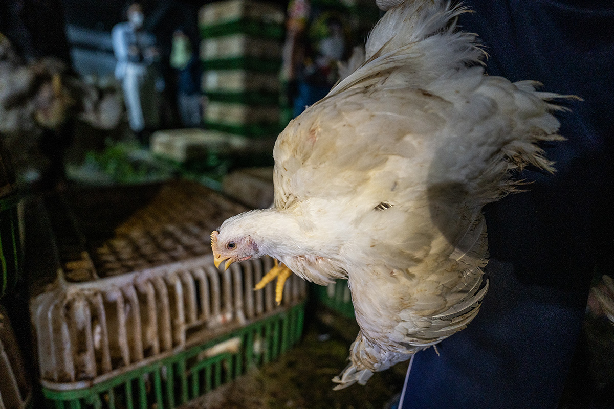 On an industrial broiler chicken farm in Thailand, a frightened chicken being sent to slaughter is carried to a transport crate. Thailand, 2022. Haig / World Animal Protection / We Animals