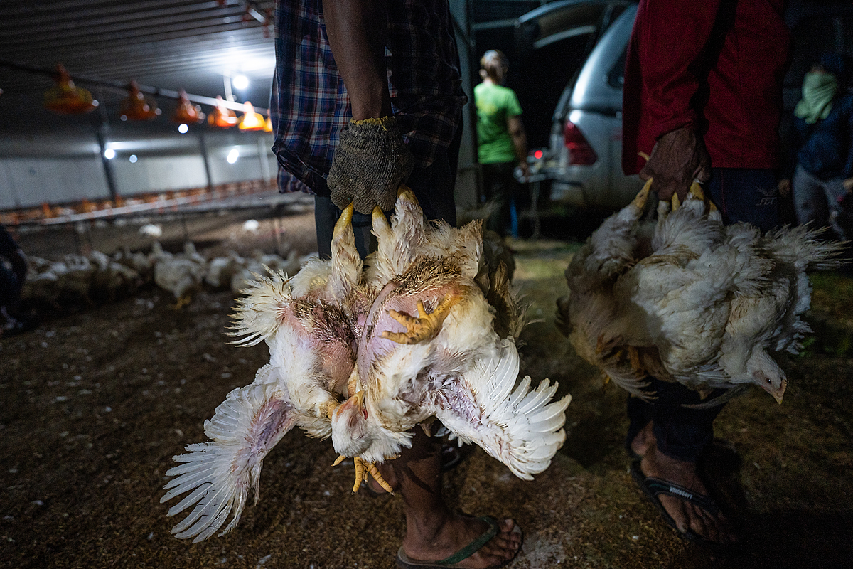 Workers grip young chickens being sent to slaughter by their feet on an industrial broiler chicken farm in Thailand. After capturing a group of chickens, workers hold the frightened birds upside down as they carry them to transport crates. Thailand, 2022. Haig / World Animal Protection / We Animals