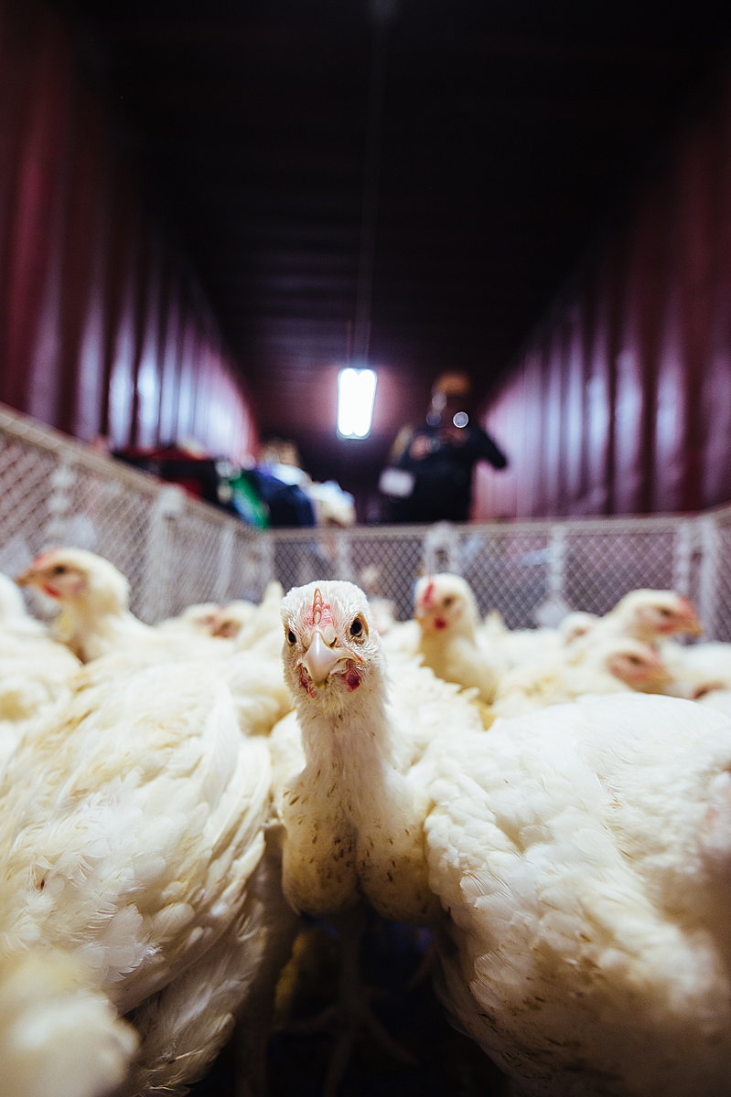 A chicken rescued from the Kaporos ritual curiously peers at the camera. This bird is among hundreds recuperating at a triage area set up by volunteers with the Alliance to End Chickens as Kaporos. The Muse Brooklyn, Brooklyn, New York, USA, 2022. Victoria de Martigny / We Animals