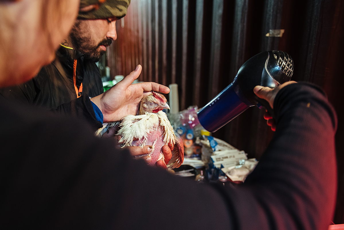 Volunteers with the Alliance to End Chickens as Kaporos use hair dryers to warm a hypothermic chicken that was rescued and brought to triage. The Muse Brooklyn, New York, USA, 2022. Victoria de Martigny / We Animals