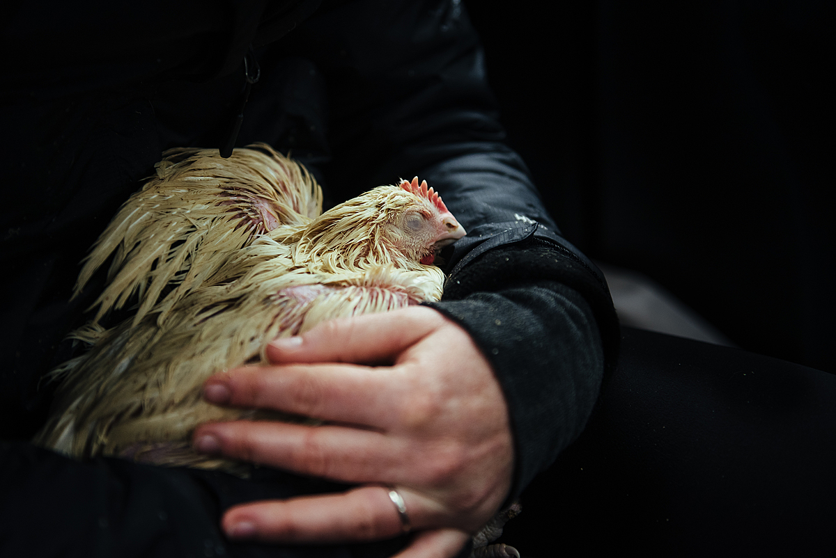 We Animals photojournalist Kelly Guerin gently cradles a chicken pulled from a crate of dead and dying birds left on a street outside a butcher shop. There are three of us holding chickens on our laps as we race to the triage location to get them urgent care. Crown Heights, Brooklyn, New York, USA, 2022. Victoria de Martigny / We Animals