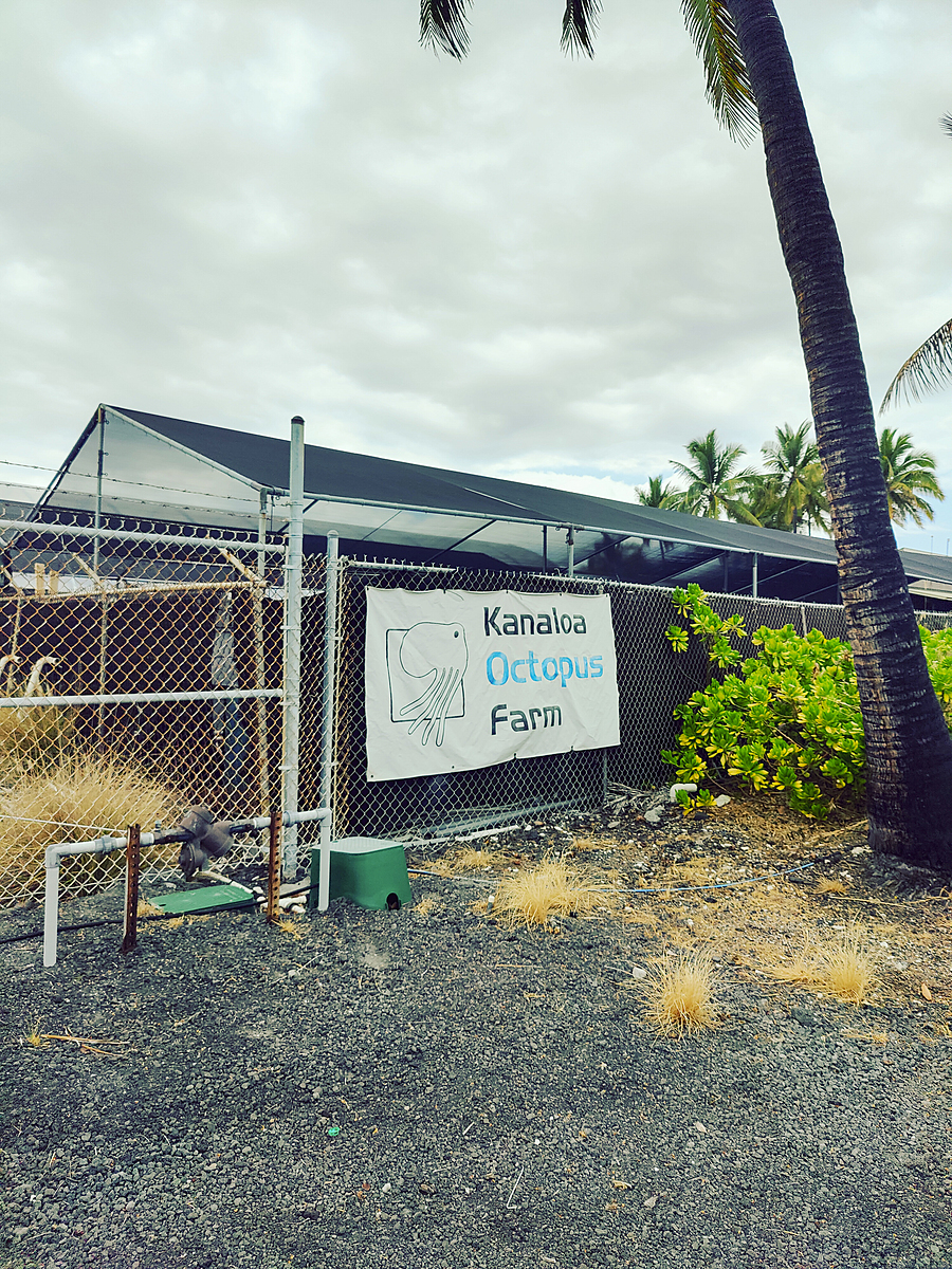 Kanaloa Octopus Farm is the only octopus farm in the United States. The facility conducts breeding experiments on the Hawaiian day octopus for the aquaculture industry. Kailua-Kona, Hawaii, USA, 2022. Laura Lee Cascada / The Every Animal Project / We Animals