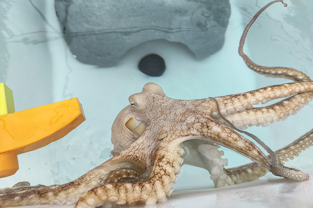 Octopus Farm Closes Following Investigation