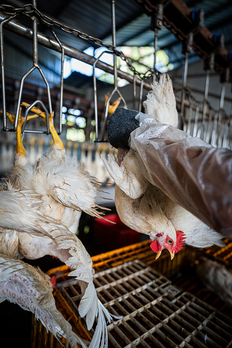A distressed chicken hangs upside down with her mouth agape as a worker attaches her to a processing line at a halal slaughterhouse. Indonesia, 2022. Seb Alex / We Animals