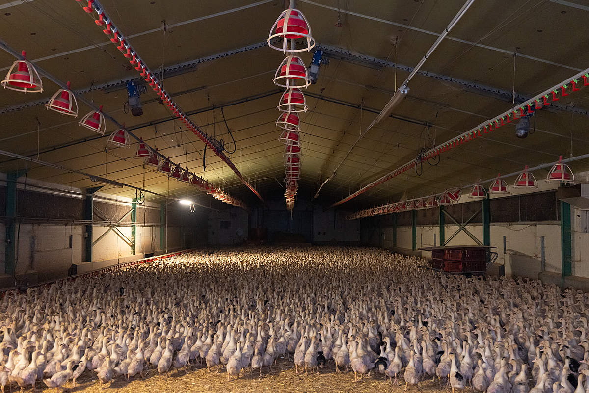 Thousands of ducklings raised for foie gras production live on the floor of a dark and massive barn. Undisclosed location, Louer, France, 2023. Pierre Parcoeur / We Animals
