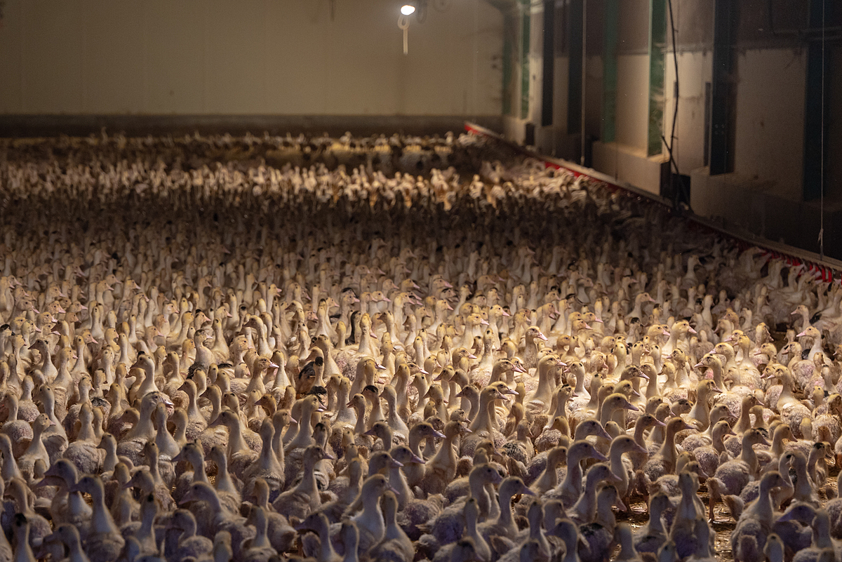 Countless ducklings raised for foie gras production live on the floor of a crowded, massive barn. Undisclosed location, Louer, France, 2023. Pierre Parcoeur / We Animals