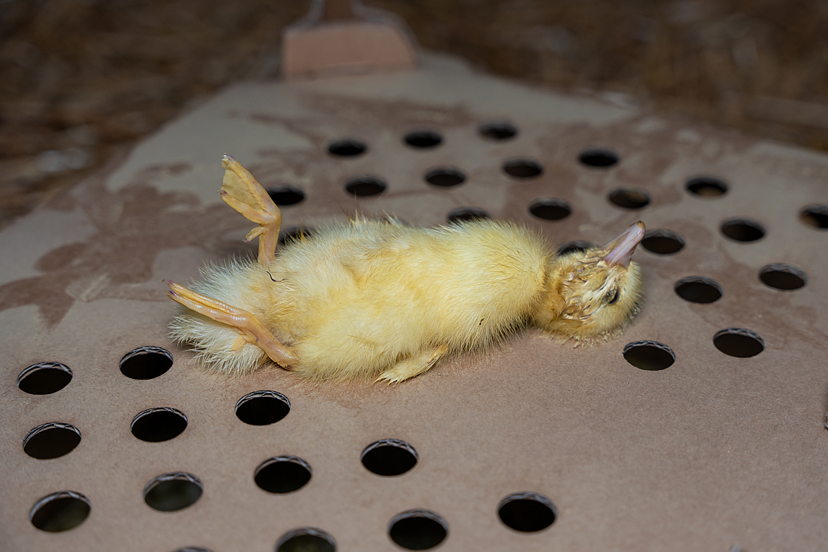 A dead duckling raised for foie gras production lies face-up on a dusty cardboard box inside a rearing barn. Undisclosed location, Sort-en-Chalosse, France, 2023. Pierre Parcoeur / We Animals