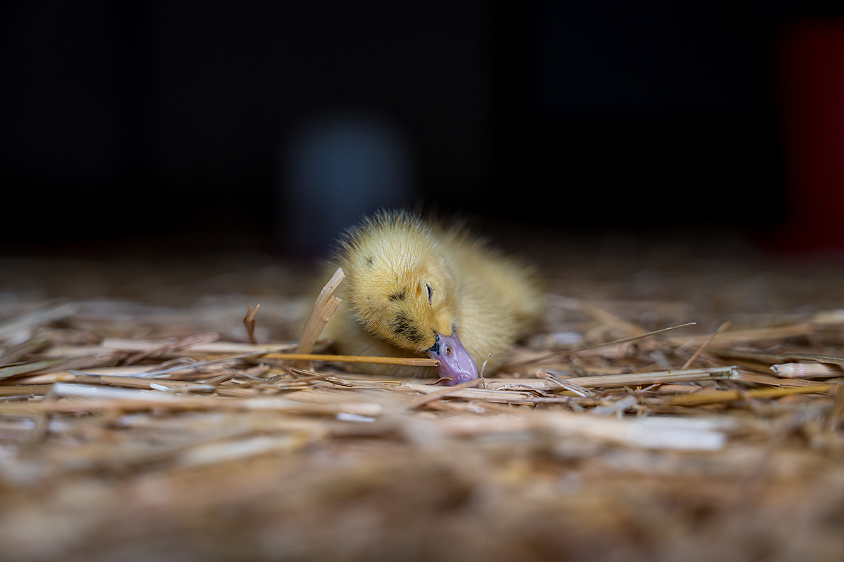 A dying duckling at a foie gras production farm lies listless and alone on the floor of a rearing area. Undisclosed location, Sort-en-Chalosse, France, 2023. Pierre Parcoeur / We Animals