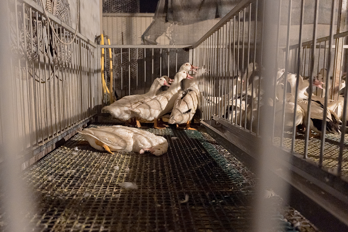 A forced-fed mulard duck lies dead on the bare floor of a group enclosure inside a foie gras production farm. Undisclosed location, Sort-en-Chalosse, France, 2023. Pierre Parcoeur / We Animals