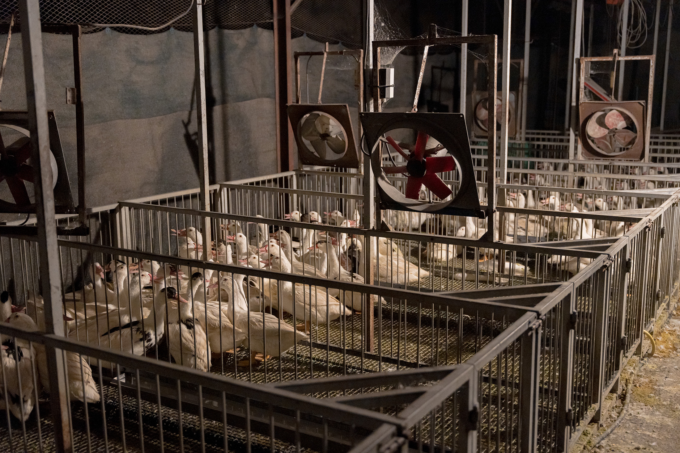 Mulard ducks, mature enough for force-feeding, stand inside small bare group enclosures inside a foie gras production farm. Undisclosed location, Sort-en-Chalosse, France, 2023. Pierre Parcoeur / We Animals