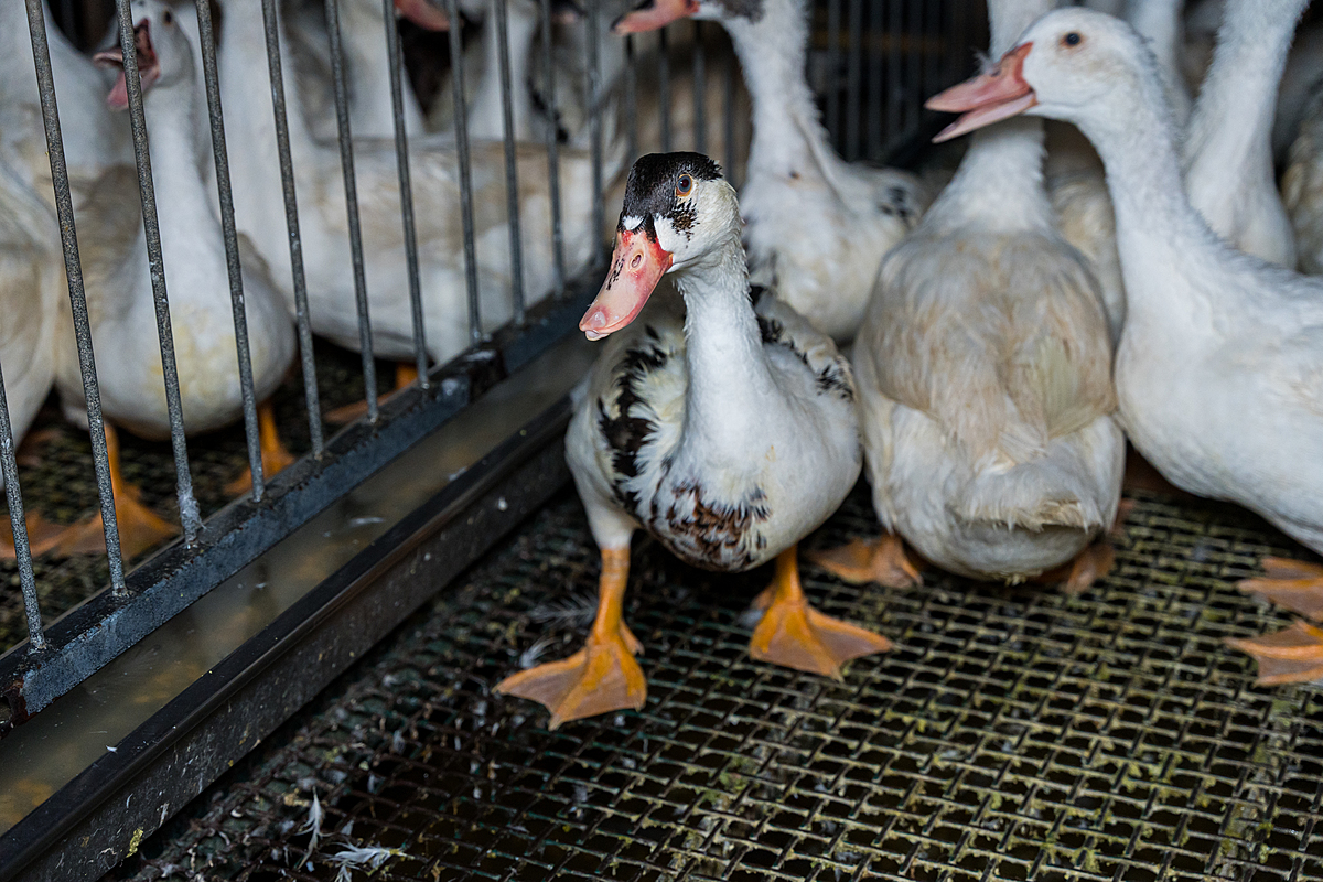 A mulard duck on a foie gras production farm stares curiously into the camera. They share a bare, crowded pen with several others amid a row of such enclosures on the farm. The individuals inside await force-feeding. Undisclosed location, Sort-en-Chalosse, France, 2023. Pierre Parcoeur / We Animals