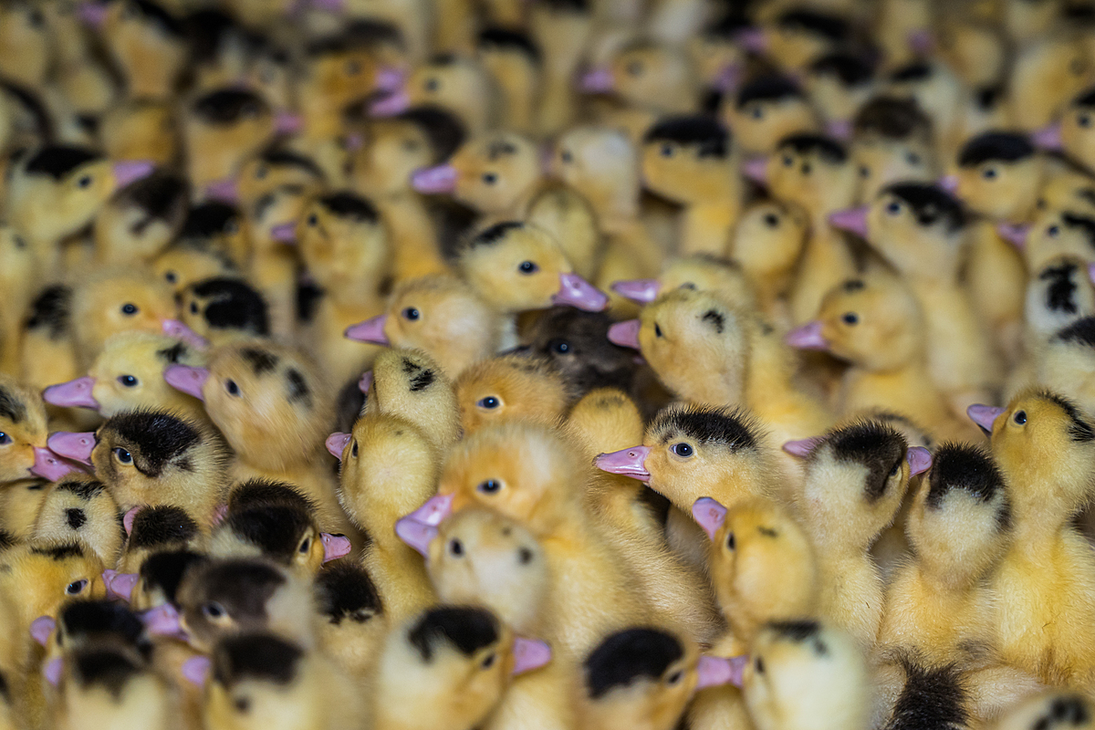 Masses of young ducklings huddle up together on a foie gras production farm. Undisclosed location, Sort-en-Chalosse, France, 2023. Pierre Parcoeur / We Animals