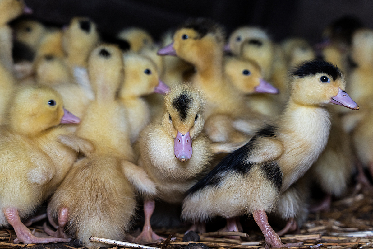 Curious young ducklings raised for foie gras production stare into the camera. Undisclosed location, Sort-en-Chalosse, France, 2023. Pierre Parcoeur / We Animals