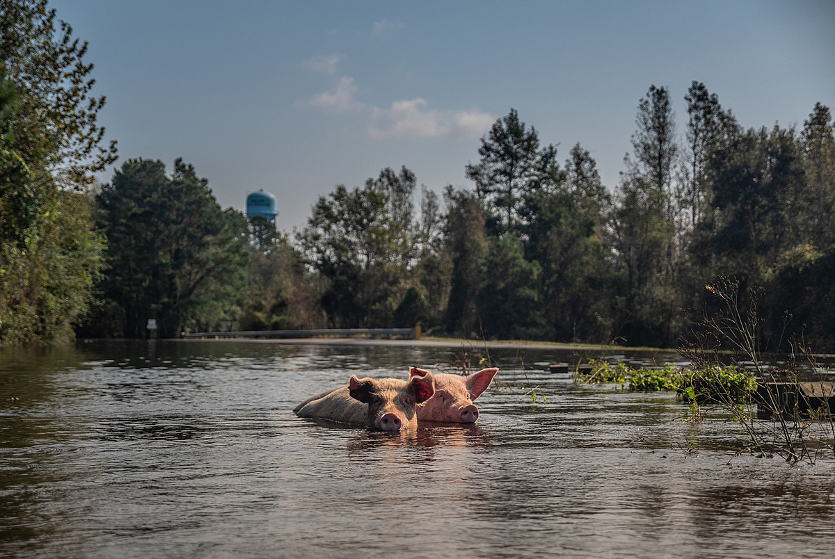 Pigs who survived the hurricane and escaped their farm, swim through flood waters. USA, 2018. Kelly Guerin / We Animals