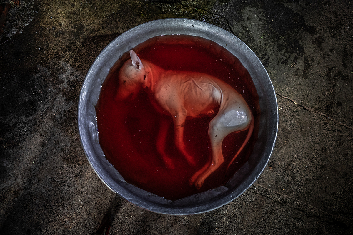 A dog carcass lies in a bloody bucket of water, ready to be cooked at a restaurant. Phnom Penh, Cambodia, 2019. Aaron Gekoski / HIDDEN / We Animals