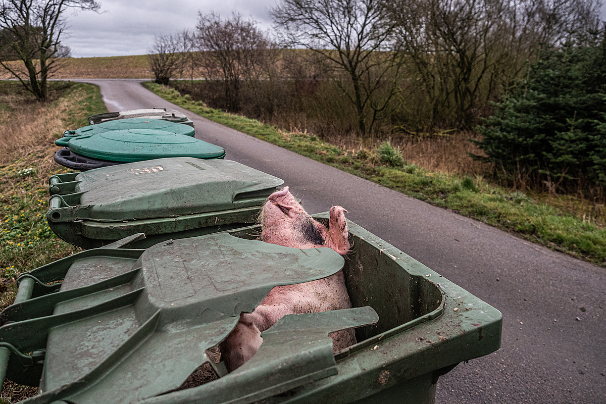 Garbage day. A dead pig inside a refuse bin waits for collection outside a farm entrance. Denmark, 2019. Selene Magnolia / HIDDEN / We Animals