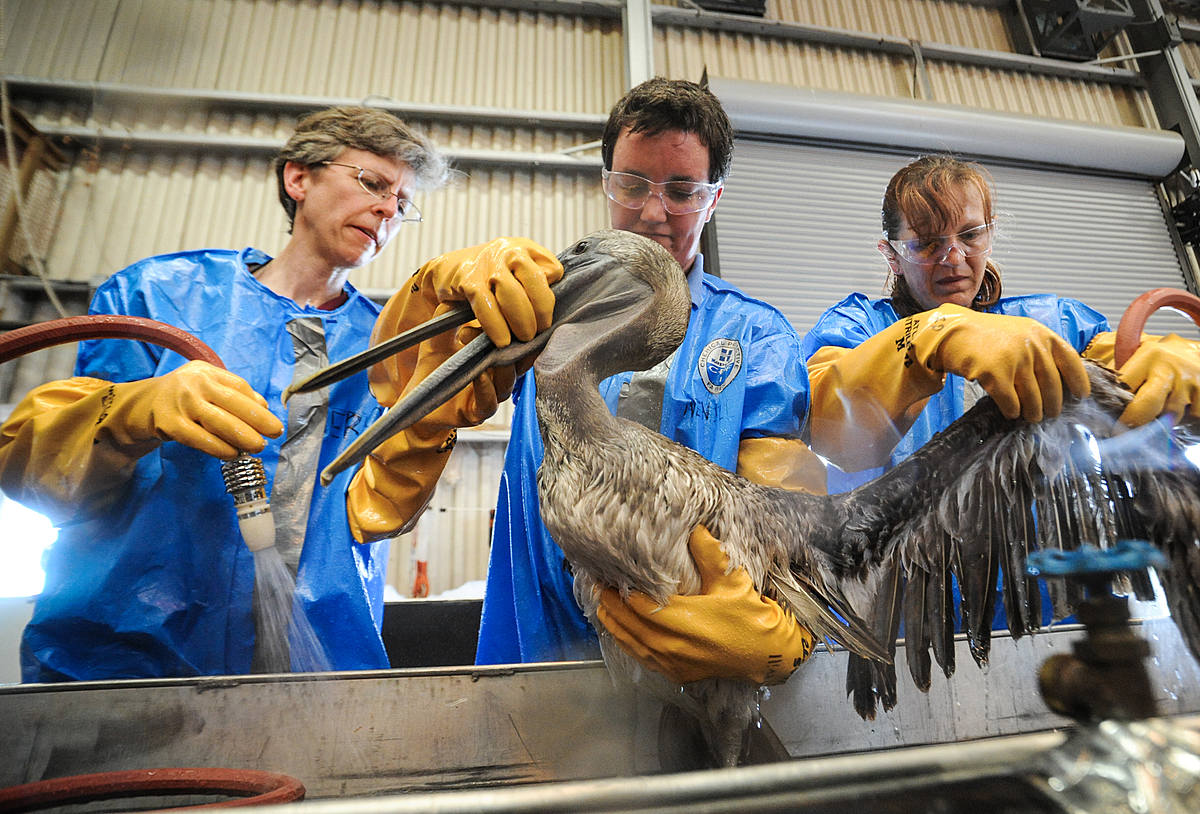 Staff members of Tri-State Bird Rescue de-oil a brown pelican at the Fort Jackson, Louisiana rehabilitation site.
