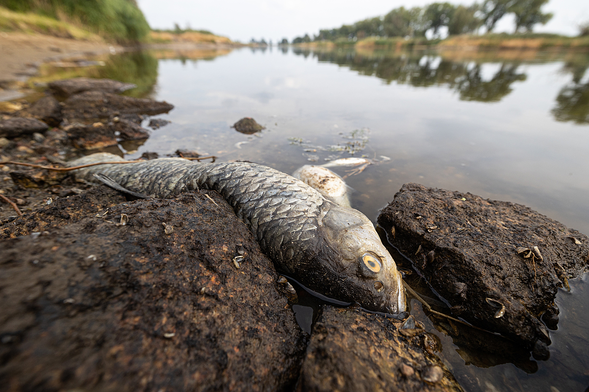 A dead asp lies on the bank of a Polish river after the water was poisoned by an unknown substance in July 2022. Such a large individual could have otherwise lived for several years. Oder River, Gostchorze, Poland, 2022. Andrew Skowron / We Animals